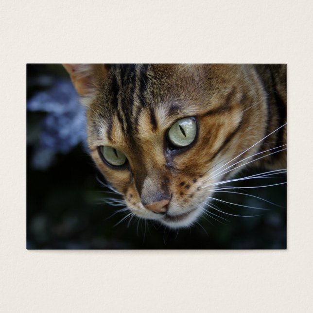 Cartes De Visite Bengale magnifique chat (Devant)