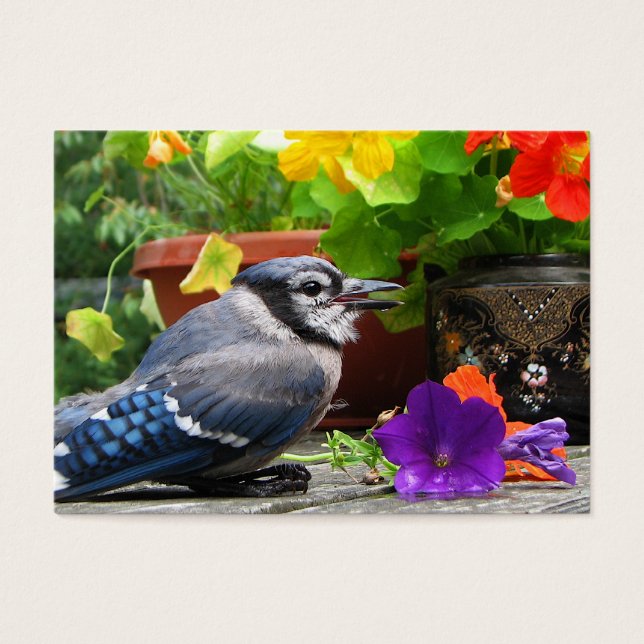 Cartes De Visite Blue Jay et Flowers ATC (Devant)