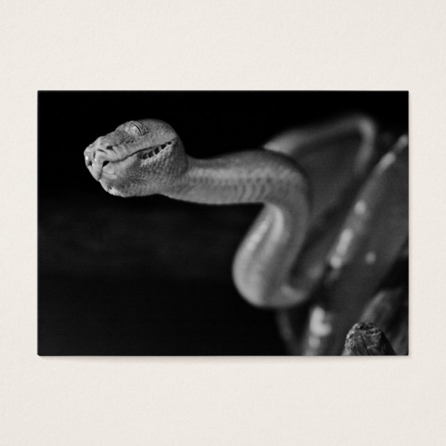 Cartes De Visite Boa d'arbre noir et blanc (Devant)