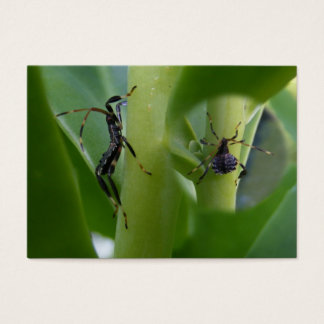 Cartes De Visite Bogue pied feuille ~ ATC