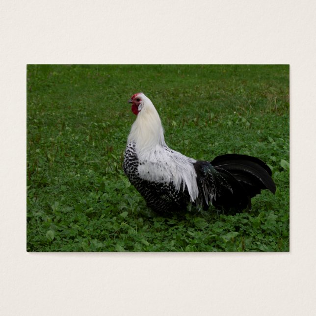 Cartes De Visite Brakel Hahn (Devant)