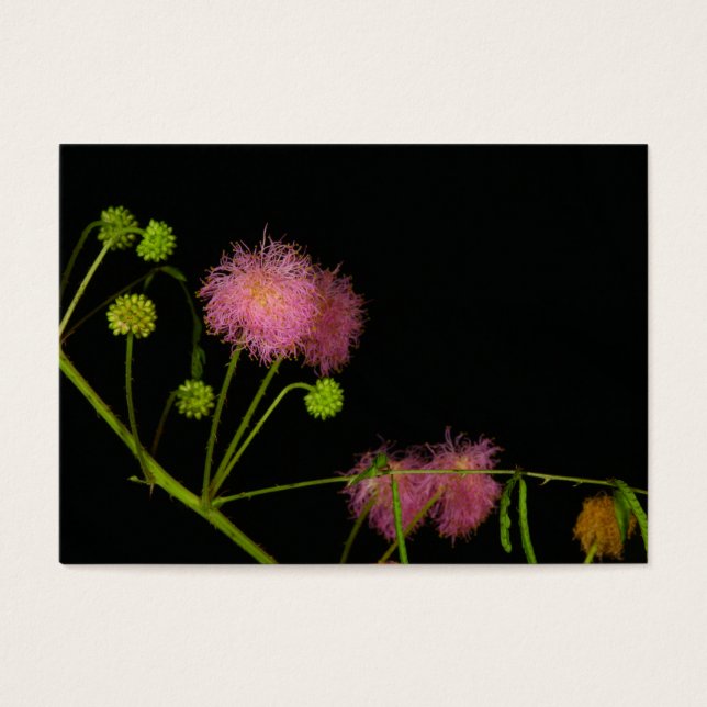 Cartes De Visite Brier sensible (Devant)
