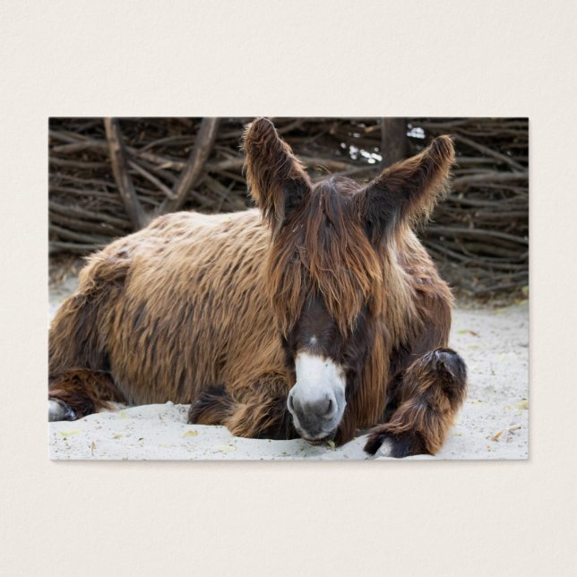 Cartes De Visite Brown Poitou Donkey (Devant)