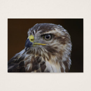 Cartes De Visite Buteo buteo