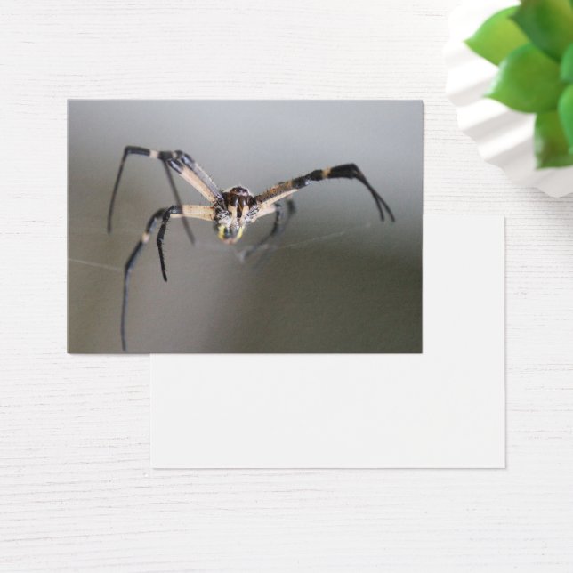 Cartes De Visite Cadeau Argiope Spider Lover (Bureau)