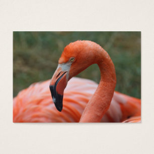 Cartes De Visite Caoutchouc de phoenicopterus