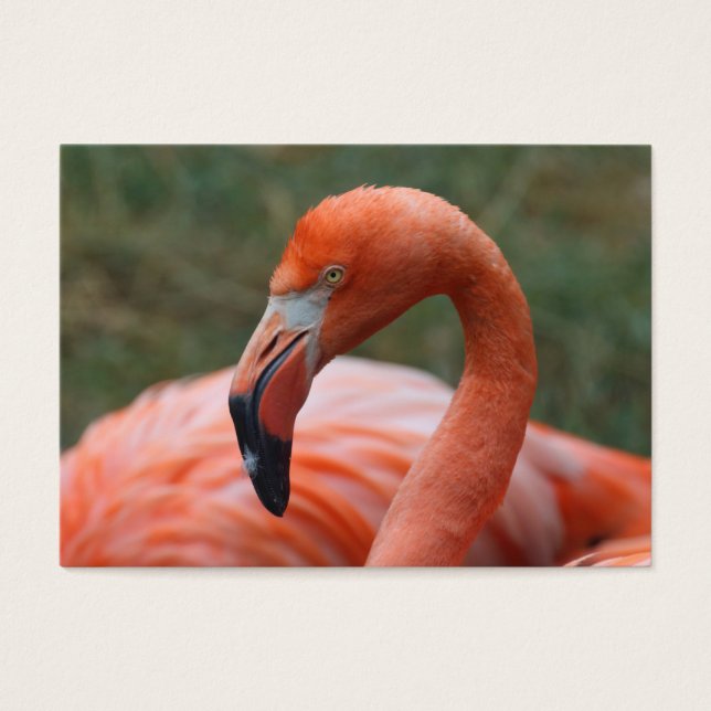 Cartes De Visite Caoutchouc de phoenicopterus (Devant)