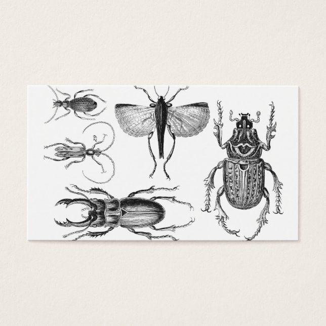 Cartes De Visite Caricatures et insectes (Devant)