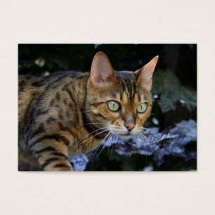 Cartes De Visite Cat du Bengale