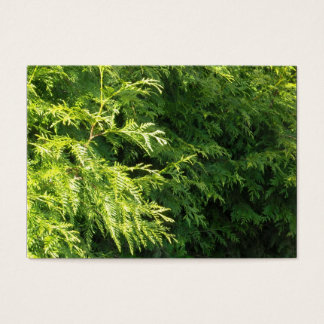 Cartes De Visite Cèdre