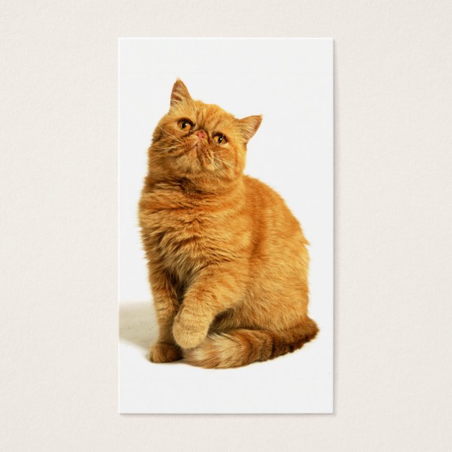 Cartes De Visite Chat perse (Devant)