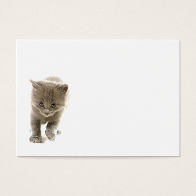 Cartes De Visite chaton mignon (Devant)