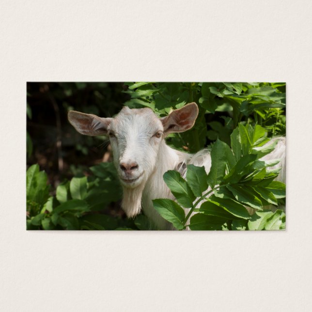 Cartes De Visite Chèvre regardant la caméra (Devant)