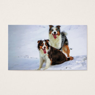Cartes De Visite Chien couple de bergers australiens