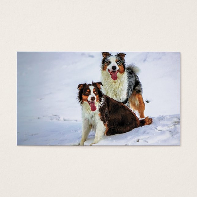 Cartes De Visite Chien couple de bergers australiens (Devant)