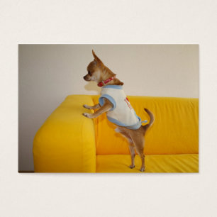 Cartes De Visite Chihuahua Puppy Sur Le Canapé Jaune