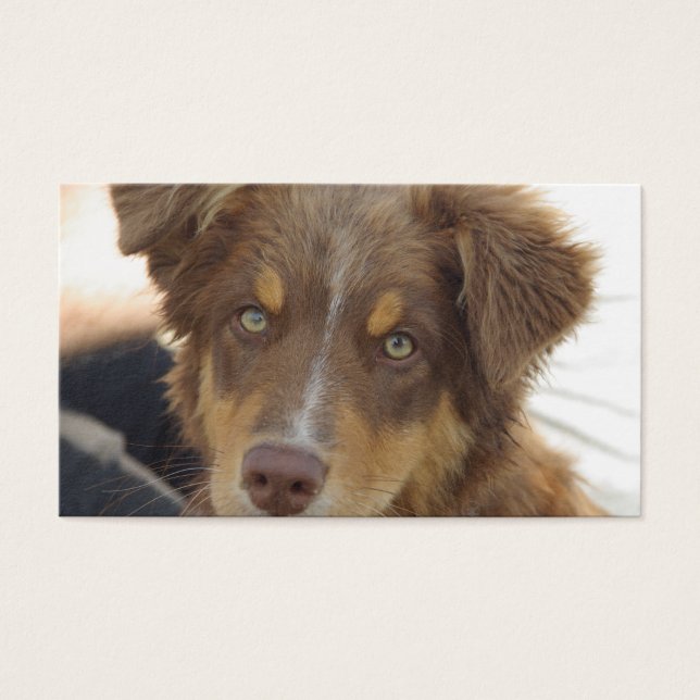 Cartes De Visite chiot Aussie rouge tricolore (Devant)