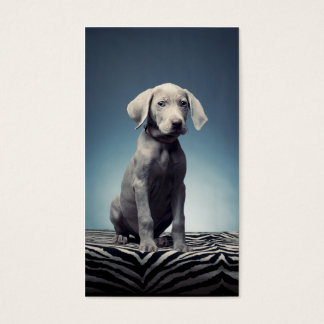 Cartes De Visite Chiot de Weimaraner