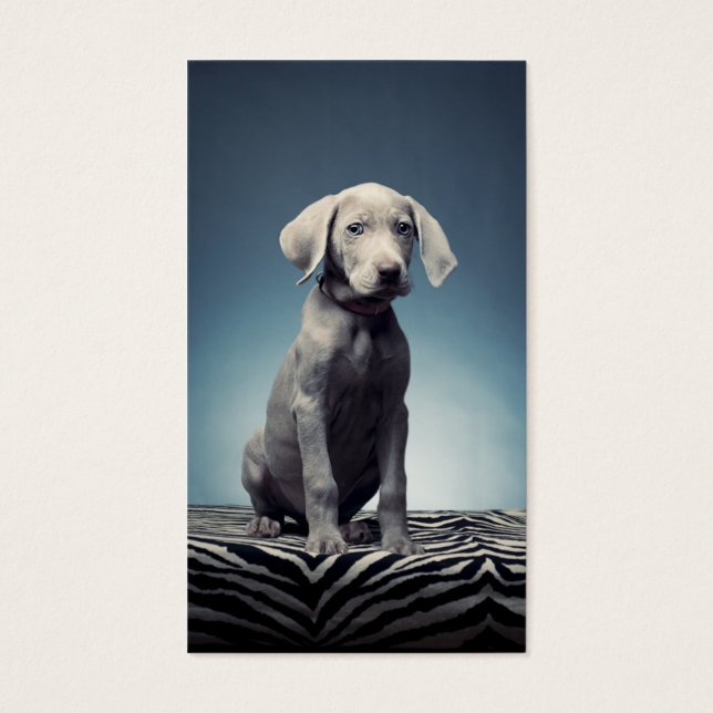 Cartes De Visite Chiot de Weimaraner (Devant)