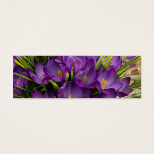 Cartes De Visite Crocus violets DSC5938 (Devant)