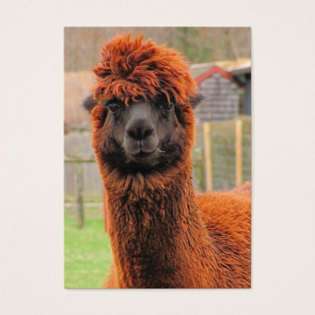 Cartes De Visite Curieux Alpaca ~ ATC (Devant)