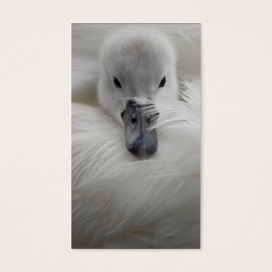 Cartes De Visite Cygne, belles plumes blanches, confort de beauté