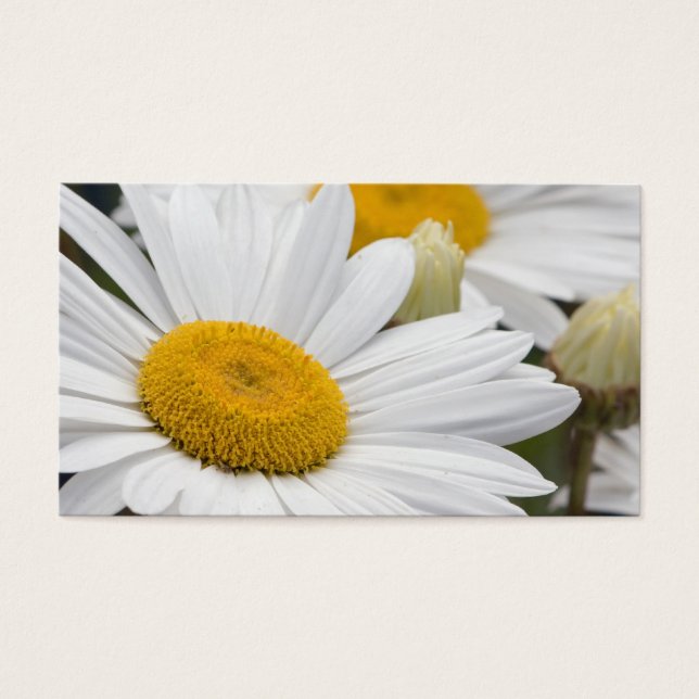 Cartes De Visite Daisies de Pretty (Devant)