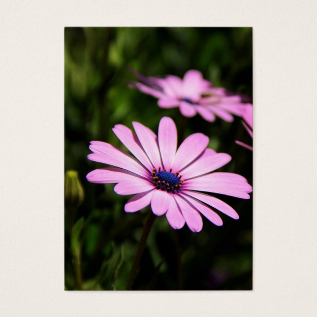 Cartes De Visite Daisy africain (Devant)