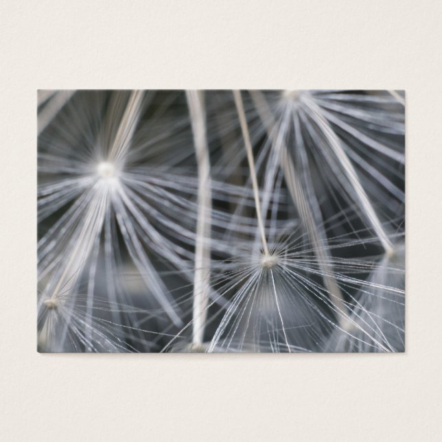 Cartes De Visite Dandelion (Devant)