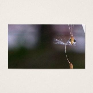 Cartes De Visite Dandelions
