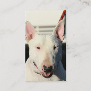 Cartes de visite de bull-terrier