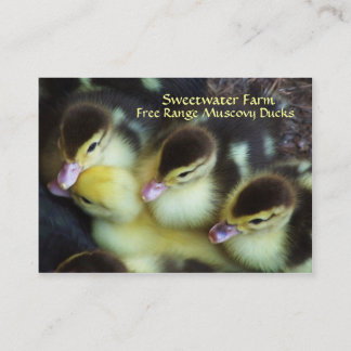 Cartes de visite de canetons de Muscovy