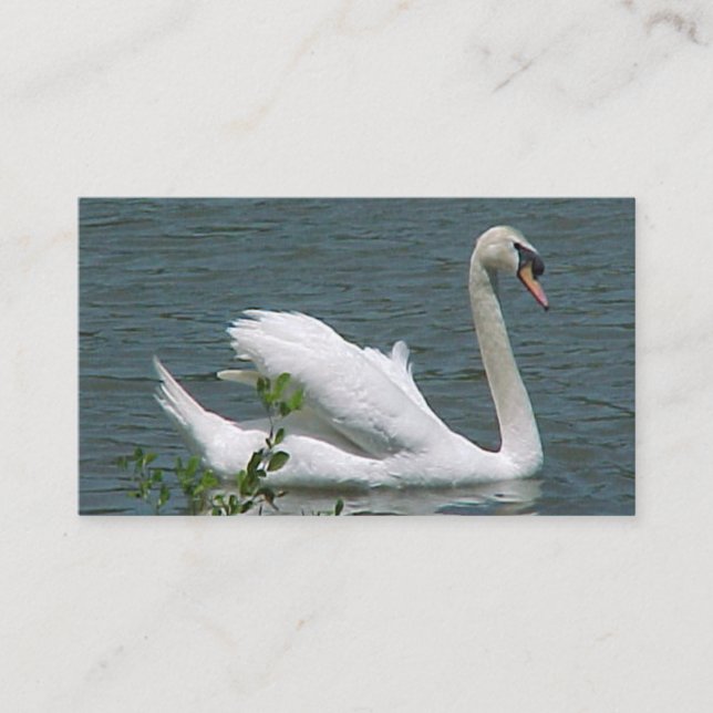 Cartes de visite de cygne (Devant)