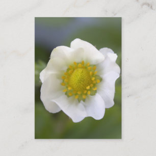 Cartes de visite de fleurs de fraises blanches jol