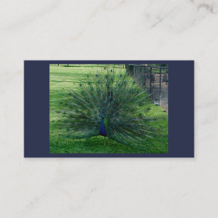 Cartes de visite de paock