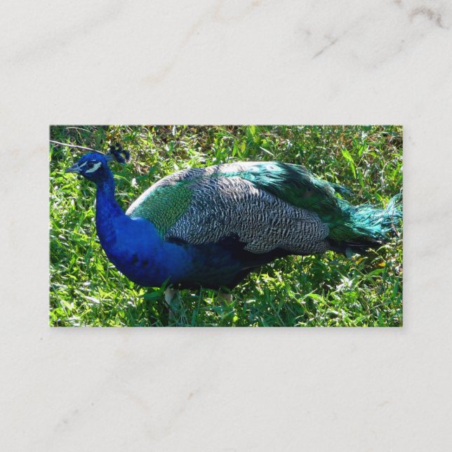 Cartes de visite de Peacock (Devant)