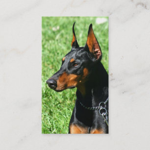 Cartes de visite de Pinscher de dobermann