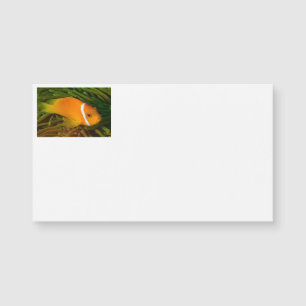 Cartes de visite de poissons clowns