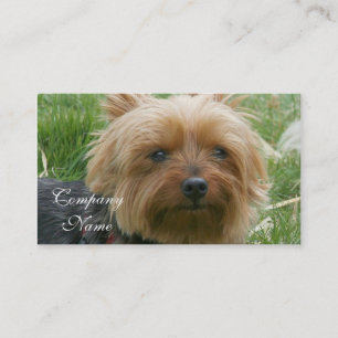 Cartes de visite de Yorkshire Terrier
