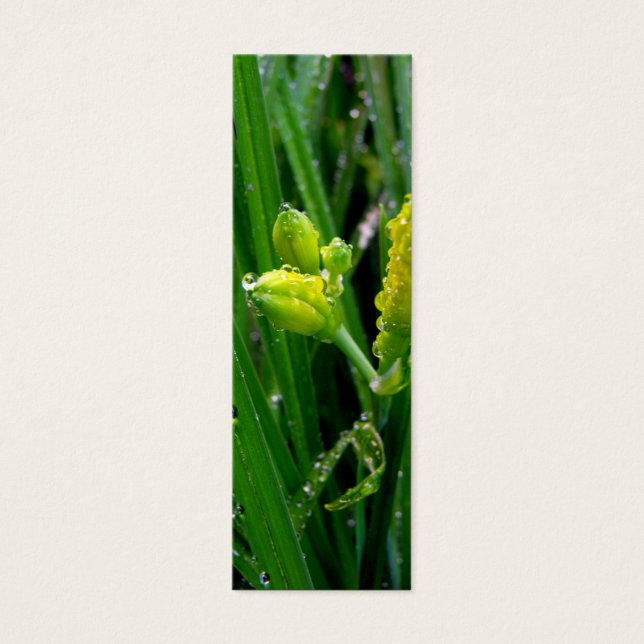 Cartes De Visite des bourgeons de lys verts frais avec des gouttes  (Devant)