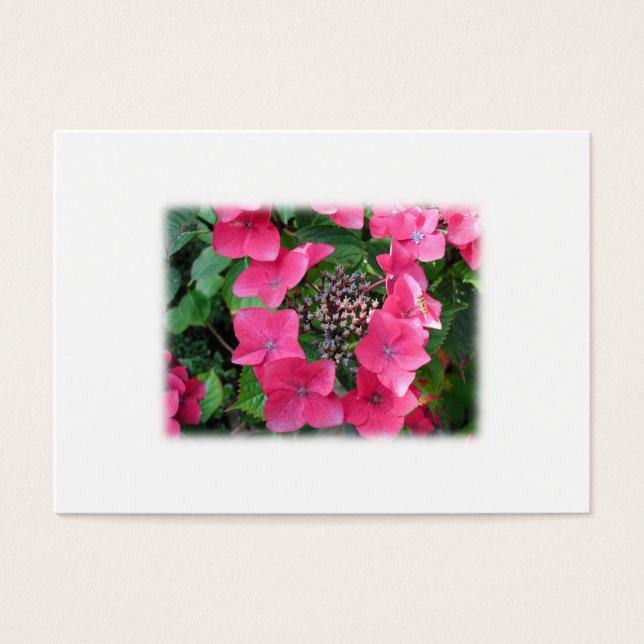 Cartes De Visite Des hydrangées. Fleurs roses. BLANCHE. (Devant)