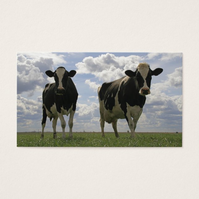 Cartes De Visite Deux vaches friésiennes signet (Devant)