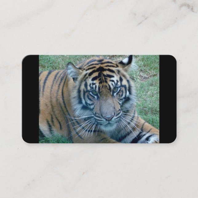 Cartes de visite d'images de Tiger (Devant)