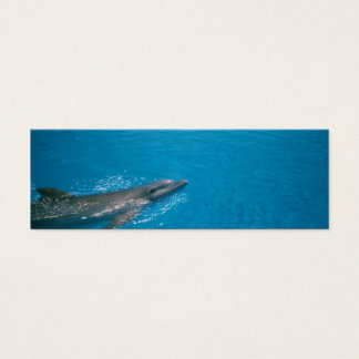 CARTES DE VISITE DOLLY FIN