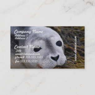 Cartes de visite doux de bébé phoque