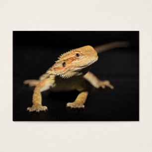 Cartes De Visite Dragon barbu curieux