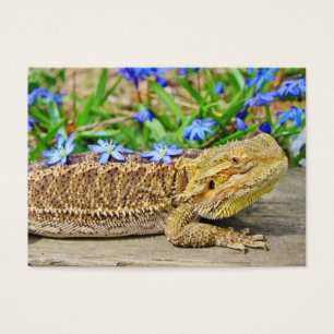 Cartes De Visite Dragon barbu de détente