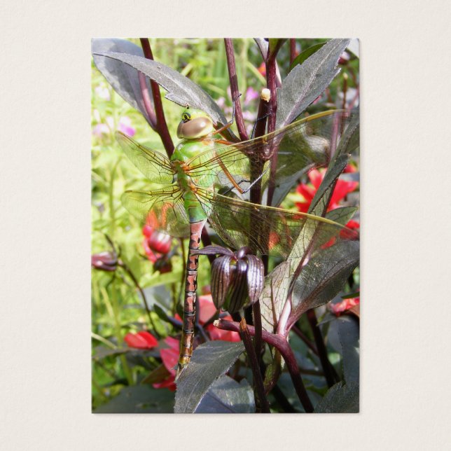 Cartes De Visite Dragonfly 59 ~ ATC (Devant)