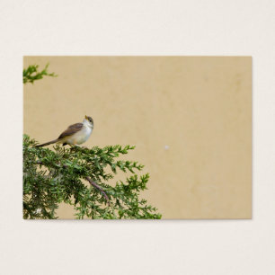 Cartes De Visite Épervier