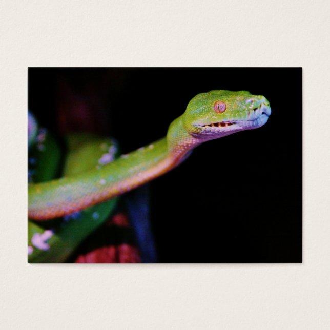 Cartes De Visite Étendue de Boa Arbre Vert (Devant)